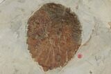 Plate of Paleocene Leaf Fossils - Glendive, Montana #188824-1